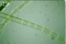 Spirogyra