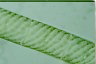 Spirogyra