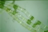 Spirogyra