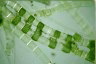 Spirogyra