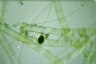 Spirogyra