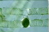 Spirogyra