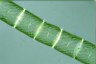 Spirogyra