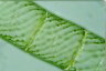 Spirogyra