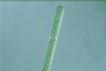 Spirogyra