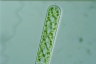 Spirogyra