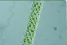 Spirogyra