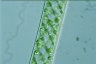 Spirogyra