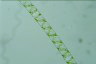 Spirogyra