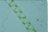 Spirogyra