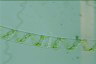 Spirogyra