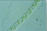 Spirogyra