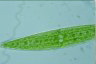 Closterium acerosum