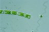 Cylindrocystis