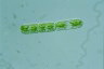 Cylindrocystis