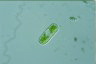 Cylindrocystis