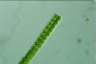 Desmidium swartzii