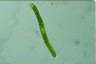 Euglena ehrenbergii