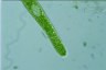 Euglena ehrenbergii