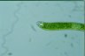 Euglena ehrenbergii