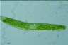 Euglena ehrenbergii