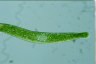 Euglena ehrenbergii