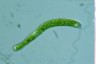 Euglena ehrenbergii