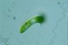 Euglena ehrenbergii