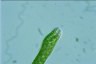 Euglena ehrenbergii