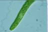 Euglena ehrenbergii