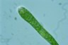 Euglena ehrenbergii