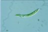 Euglena deses