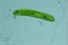 Euglena oxyuris