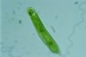 Euglena oxyuris