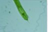 Euglena oxyuris