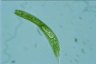 Euglena spirogyra