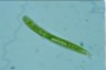 Euglena spirogyra