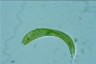 Euglena spirogyra