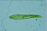 Euglena spirogyra