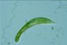 Euglena spirogyra