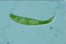 Euglena spirogyra