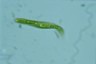 Euglena spirogyra