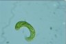 Euglena spirogyra