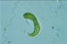 Euglena spirogyra