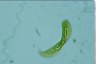 Euglena spirogyra