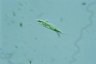 Euglena tripteris