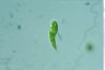 Euglena