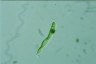 Euglena spirogyra