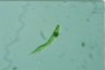 Euglena spirogyra