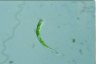 Euglena mutabilis